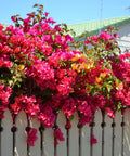Bougainvillea Trellis Barbara Karst Red (Bougainvillea 'Barbara Karst' (Red)) - PlantologyUSA - 2-3 feet