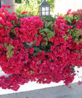 Bougainvillea Trellis Barbara Karst Red (Bougainvillea 'Barbara Karst' (Red)) - PlantologyUSA - 4-5 feet