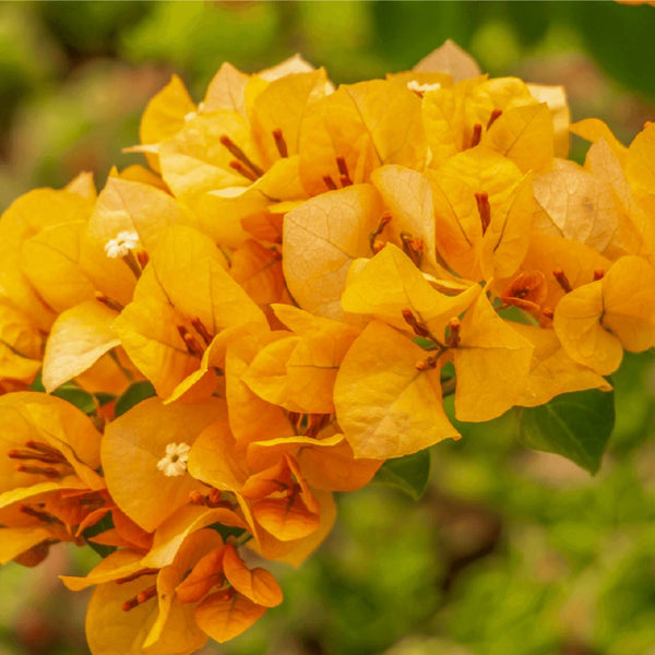 Bougainvillea Trellis Gold (Bougainvillea 'Gold')