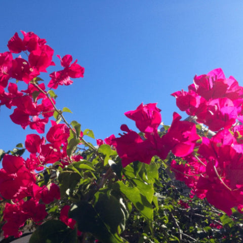 Bougainvillea Trellis Helen Johnson "Fushia" (Bougainvillea 'Helen Johnson' (Fuchsia)) - PlantologyUSA - 2-3 feet