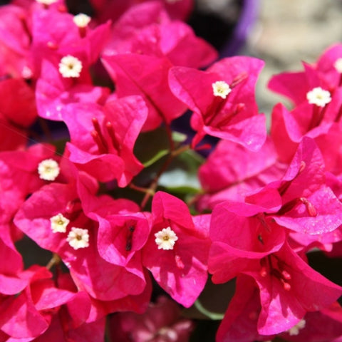 Bougainvillea Trellis Helen Johnson "Fushia" (Bougainvillea 'Helen Johnson' (Fuchsia)) - PlantologyUSA - 2-3 feet