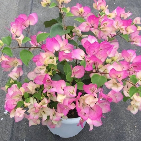 Bougainvillea Trellis Imperial Delight (Bougainvillea 'Imperial Delight')