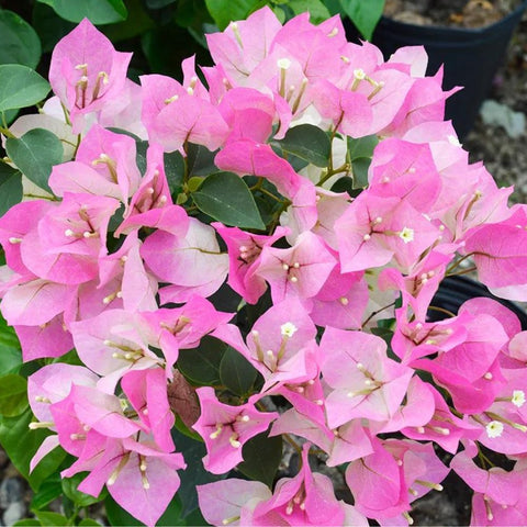 Bougainvillea Trellis Imperial Delight (Bougainvillea 'Imperial Delight') - PlantologyUSA - 4-5 feet