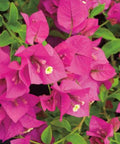 Bougainvillea Trellis Miami Pink (Bougainvillea 'Miami Pink') - PlantologyUSA - 2-3 feet