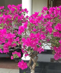 Bougainvillea Trellis Miami Pink (Bougainvillea 'Miami Pink') - PlantologyUSA - 4-5 feet
