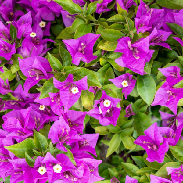 Bougainvillea Trellis New River Purple (Bougainvillea 'New River Purple')