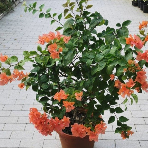 Bougainvillea Trellis Sun Down Orange (Bougainvillea 'Sun Down Orange') - PlantologyUSA - 2-3 feet