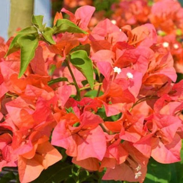 Bougainvillea Trellis Sun Down (Bougainvillea 'Sun Down')