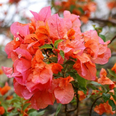 Bougainvillea Trellis Sun Down Orange (Bougainvillea 'Sun Down Orange') - PlantologyUSA - 2-3 feet