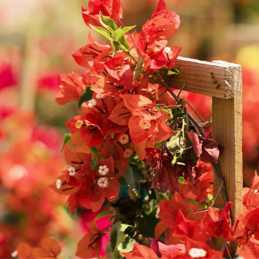 bougainvillea plant trellis Bougainvillea Trellis Sun Down Orange for Sale