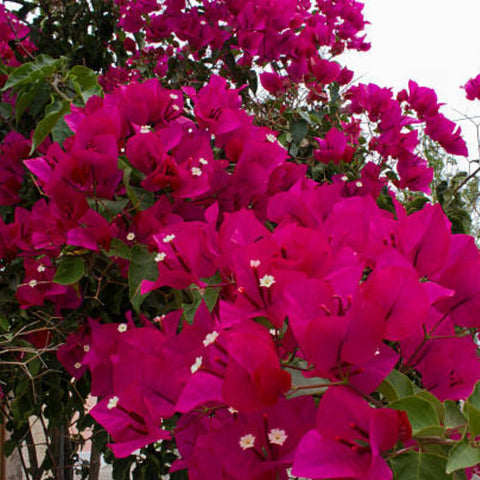 Bougainvillea Trellis Vera Royalty (Bougainvillea 'Vera Royalty') - PlantologyUSA - 4-5 feet