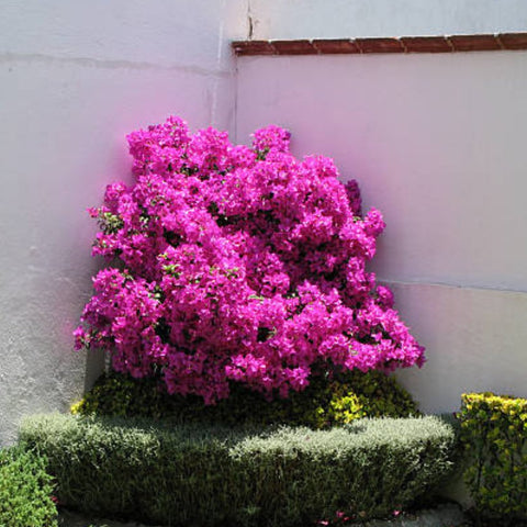 Bougainvillea Trellis Vera Royalty (Bougainvillea 'Vera Royalty') - PlantologyUSA - 4-5 feet