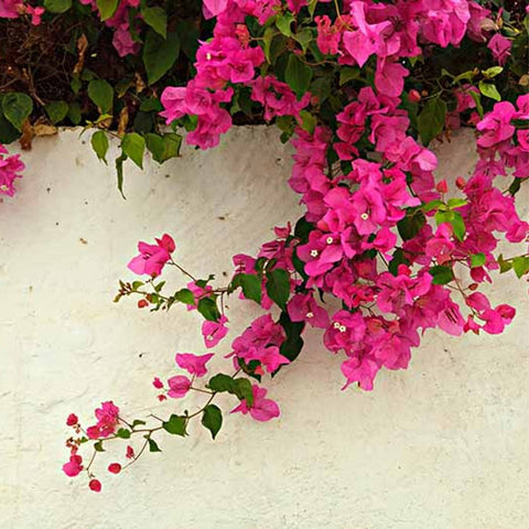 Bougainvillea Trellis Vera Royalty (Bougainvillea 'Vera Royalty') - PlantologyUSA - 4-5 feet