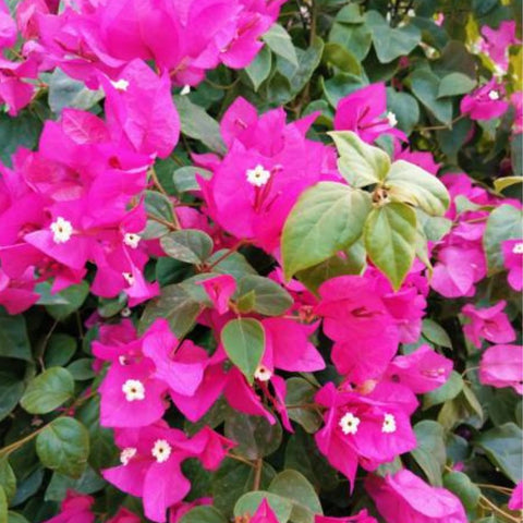 Bougainvillea Trellis Vera Royalty (Bougainvillea 'Vera Royalty') - PlantologyUSA - 4-5 feet