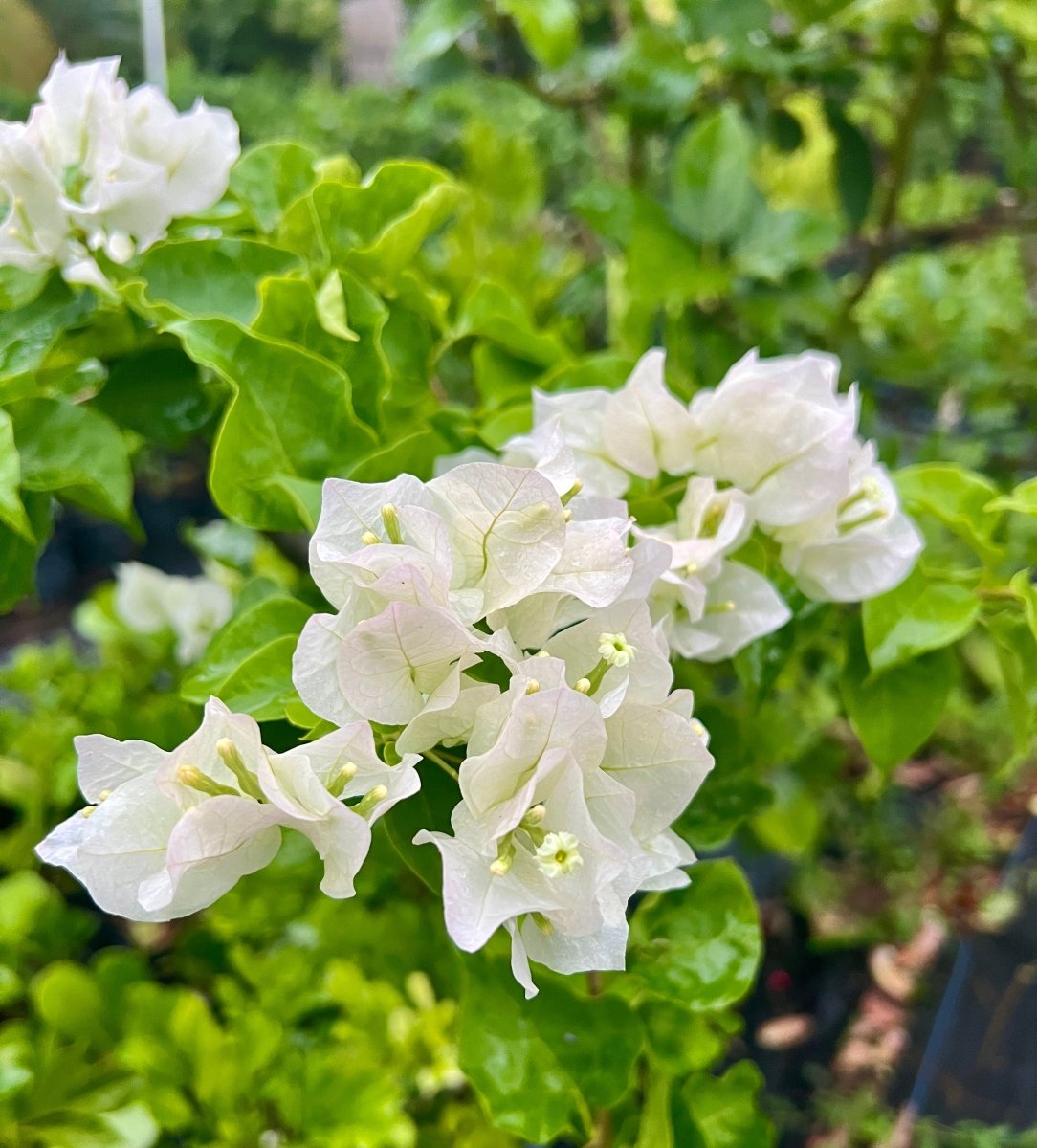 White Bougainvillea