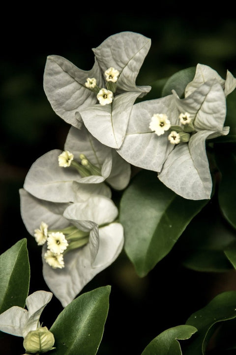 Bougainvillea White (Bougainvillea white) - PlantologyUSA - 3 gallon