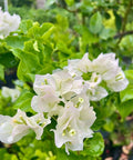 Bougainvillea White (Bougainvillea white) - PlantologyUSA - 3 gallon