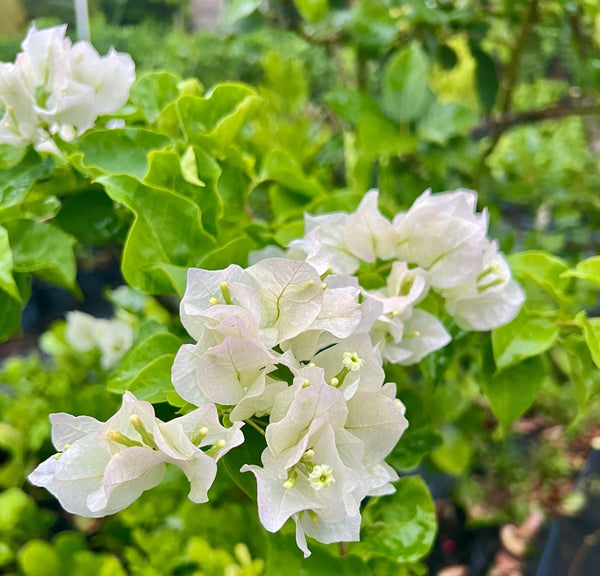 Bougainvillea White (Bougainvillea white)