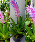 Bromeliad Matchstick (Aechmea gamosepala) - PlantologyUSA - Small 10-12"