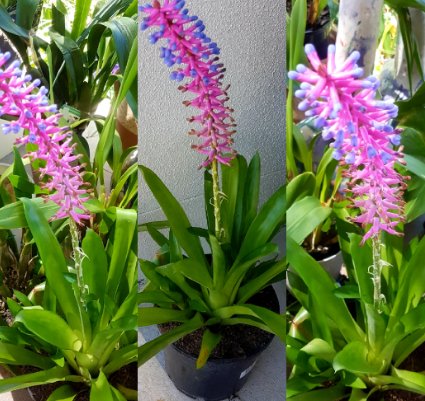 Bromeliad Matchstick (Aechmea gamosepala) - PlantologyUSA - Small 10-12"