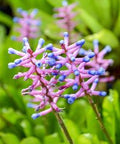 Bromeliad Matchstick (Aechmea gamosepala) - PlantologyUSA - Small 10-12"