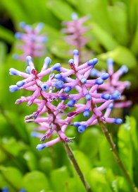 Bromeliad Matchstick (Aechmea gamosepala) - PlantologyUSA - Small 10-12"