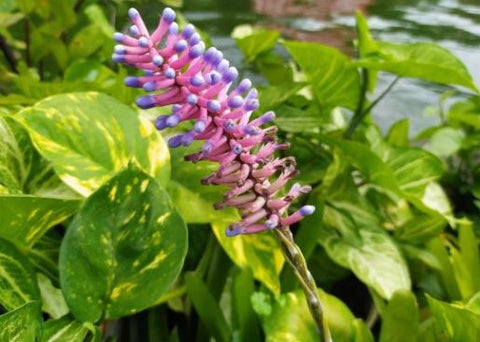 Bromeliad Matchstick (Aechmea gamosepala) - PlantologyUSA - Small 10-12"