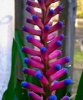 Bromeliad Matchstick (Aechmea gamosepala) - PlantologyUSA - Small 10-12"