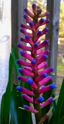 Bromeliad Matchstick (Aechmea gamosepala) - PlantologyUSA - Small 10-12"