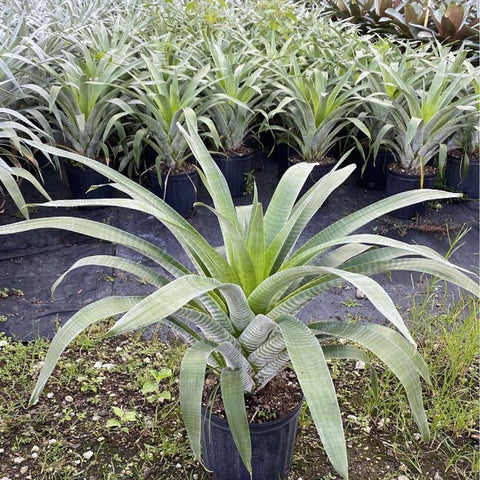 Bromeliads Alcantara Odorata (Alcantarea odorata) - PlantologyUSA - 3.5-5 feet