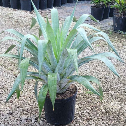 Bromeliads Alcantara Odorata (Alcantarea odorata) - PlantologyUSA - 3.5-5 feet