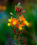 Bulbine Orange (Bulbine frutescens) - PlantologyUSA - Small