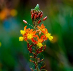 Bulbine Orange (Bulbine frutescens) - PlantologyUSA - Small