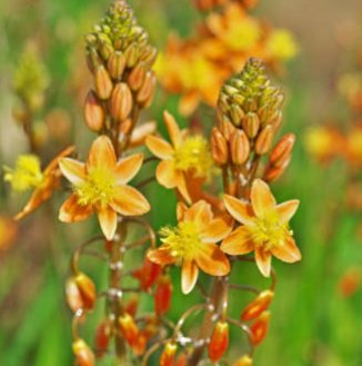 Bulbine Orange (Bulbine frutescens) - PlantologyUSA - Small