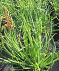 Bulbine Orange (Bulbine frutescens) - PlantologyUSA - Small