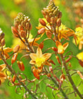 Bulbine Orange (Bulbine frutescens) - PlantologyUSA - Small