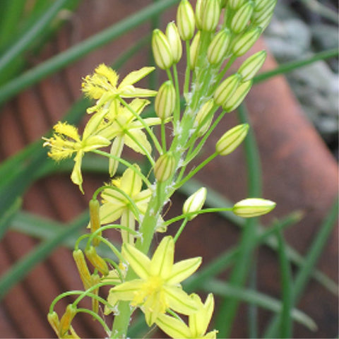 Bulbine Yellow (Bulbine frutescens) - PlantologyUSA - Small