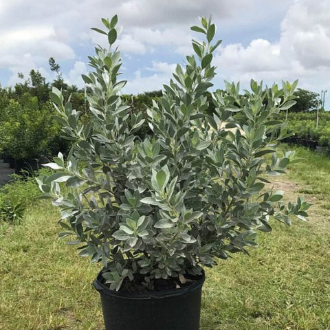 Buttonwood Bush Silver (Conocarpus Erectus) - PlantologyUSA - 7 Gallon