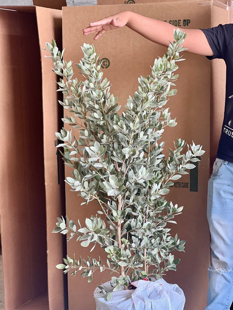 Buttonwood Silver (Conocarpus Erectus) - PlantologyUSA - 3 gallon
