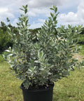 Buttonwood Silver (Conocarpus Erectus) - PlantologyUSA - 7 gallon