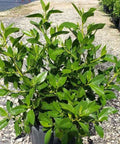 Buttonwood Standard Green (Conocarpus erectus) - PlantologyUSA - 3 Gallon