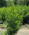 Buttonwood Standard Green (Conocarpus erectus) - PlantologyUSA - 3 Gallon