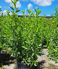 Buttonwood Standard Green (Conocarpus erectus) - PlantologyUSA - 7 Gallon