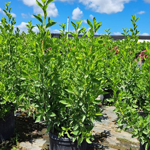 Buttonwood Standard Green (Conocarpus erectus) - PlantologyUSA - 7 Gallon