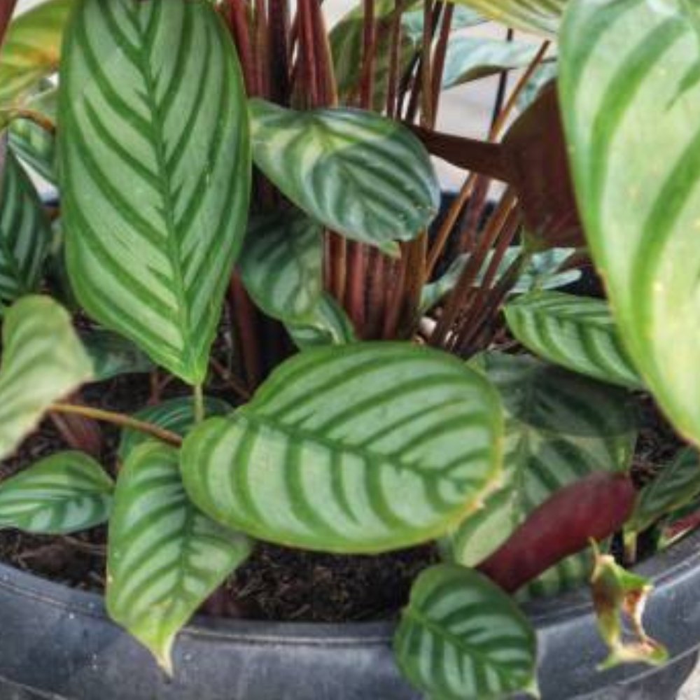 Calathea Exotica for Sale