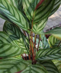 Calathea Exotica (Calathea majestica 'Exotica') - PlantologyUSA - 2-3.5 feet