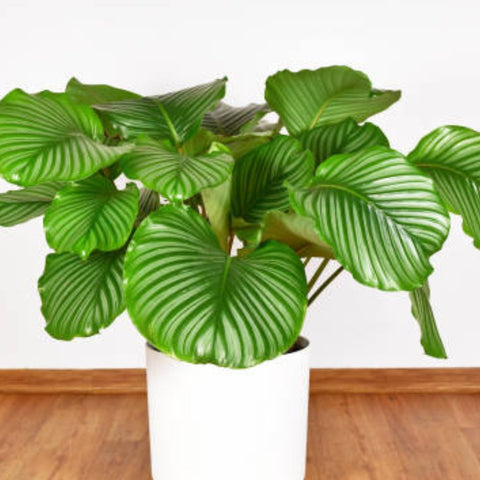 prayer plant calathea orbifolia Calathea Orbifolia (Prayer Plant) – Plantology USA