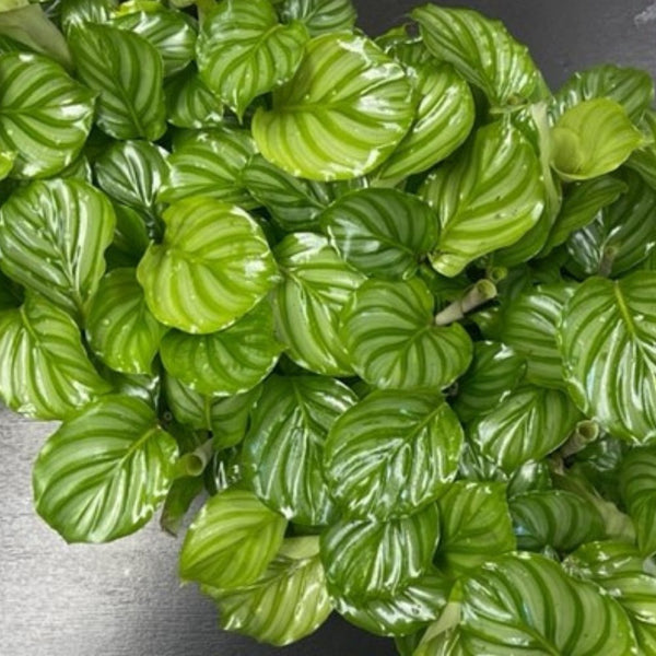 prayer plant orbifolia Calathea Orbifolia (Prayer Plant) – Plantology USA