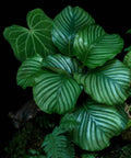 Calathea Orbifolia (Prayer Plant) - PlantologyUSA - 1 Gallon