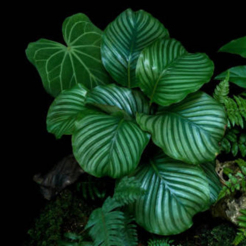 orbifolia prayer plant Calathea Orbifolia (Prayer Plant) – Plantology USA